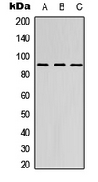 ADGRE2 / EMR2 Antibody - Western blot analysis of EMR2 expression in HEK293T (A); Raw264.7 (B); PC12 (C) whole cell lysates.