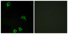 ADGRE2 / EMR2 Antibody - Peptide - + Immunofluorescence analysis of COS-7 cells, using EMR2 antibody.