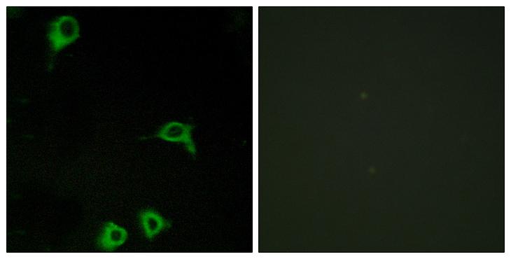 ADGRE2 / EMR2 Antibody - Peptide - + Immunofluorescence analysis of COS-7 cells, using EMR2 antibody.