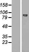 ADGRE2 / EMR2 Protein - Western validation with an anti-DDK antibody * L: Control HEK293 lysate R: Over-expression lysate