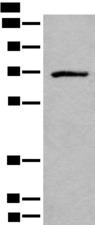 ADGRE3 / EMR3 Antibody - Western blot analysis of Jurkat cell lysate  using ADGRE3 Polyclonal Antibody at dilution of 1:550