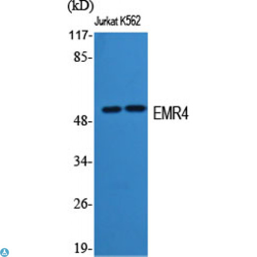 ADGRE4P / EMR4P Antibody - Western Blot (WB) analysis of specific cells using EMR4 polyclonal antibody.
