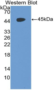 ADGRE5 / CD97 Antibody - Western blot of recombinant CD97.