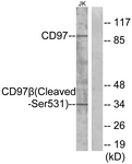 ADGRE5 / CD97 Antibody - Western blot of extracts from Jurkat cells, treated with etoposide 25 uM 24h, using CD97 beta (Cleaved-Ser531) Antibody. The lane on the right is treated with the synthesized peptide.