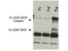 ADGRE5 / CD97 Antibody - Anti-CD97 Antibody - Western Blot. Western blot of Protein A purified anti-CD97 antibody shows detection of bands corresponding to free Fc-CD97- (5EGF) (lower arrowhead) and Fc-CD97- (5EGF) present as a complex (upper arrowhead) in lysates from COS cells. The left lane contains lysate from cells transfected with control DNA. The right lane contains lysate from COS cells expressing Fc-CD97- (5EGF). No staining was noted from bone marrow lysates taken from CD97 knockout mice. The identity of the band at ~65 kD appearing in all lanes is not known. The formation of the CD97 complex is currently under investigation. Approximately 10 ul of lysate was used in each lane. A 1:1000 dilution of the primary antibody was used. The image was processed using a 10-sec exposure. Personal Communication. Yvona Ward. NIH, NCI, CCR, Bethesda, MD.