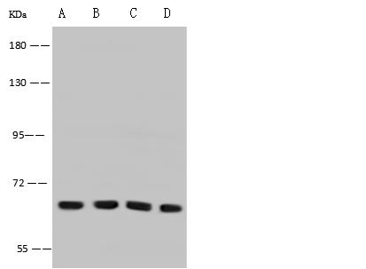 ADGRE5 / CD97 Antibody - Anti-Cd97 rabbit polyclonal antibody at 1:500 dilution. Lane A: NIH/3T3 Whole Cell Lysate. Lane B: HepG2 Whole Cell Lysate. Lane C: Raw264.7 Whole Cell Lysate. Lane D: Mouse spleen tissue lysate. Lysates/proteins at 30 ug per lane. Secondary: Goat Anti-Rabbit IgG (H+L)/HRP at 1/10000 dilution. Developed using the ECL technique. Performed under reducing conditions. Predicted band size: 92 kDa.