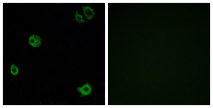 ADGRF1 / GPR110 Antibody - Peptide - + Immunofluorescence analysis of A549 cells, using GPR110 antibody.