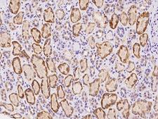 ADGRF3 / GPR113 Antibody - Immunochemical staining of human GPR113 in human kidney with rabbit polyclonal antibody at 1:100 dilution, formalin-fixed paraffin embedded sections.