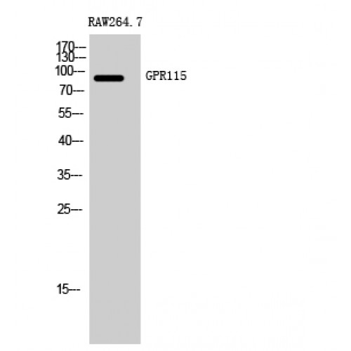 ADGRF4 / GPR115 Antibody - Western blot of GPR115 antibody