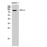 ADGRF4 / GPR115 Antibody - Western blot of GPR115 antibody