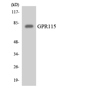 ADGRF4 / GPR115 Antibody - Western blot analysis of the lysates from Jurkat cells using GPR115 antibody.