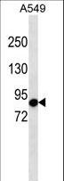 ADGRF4 / GPR115 Antibody - GPR115 Antibody western blot of A549 cell line lysates (35 ug/lane). The GPR115 Antibody detected the GPR115 protein (arrow).
