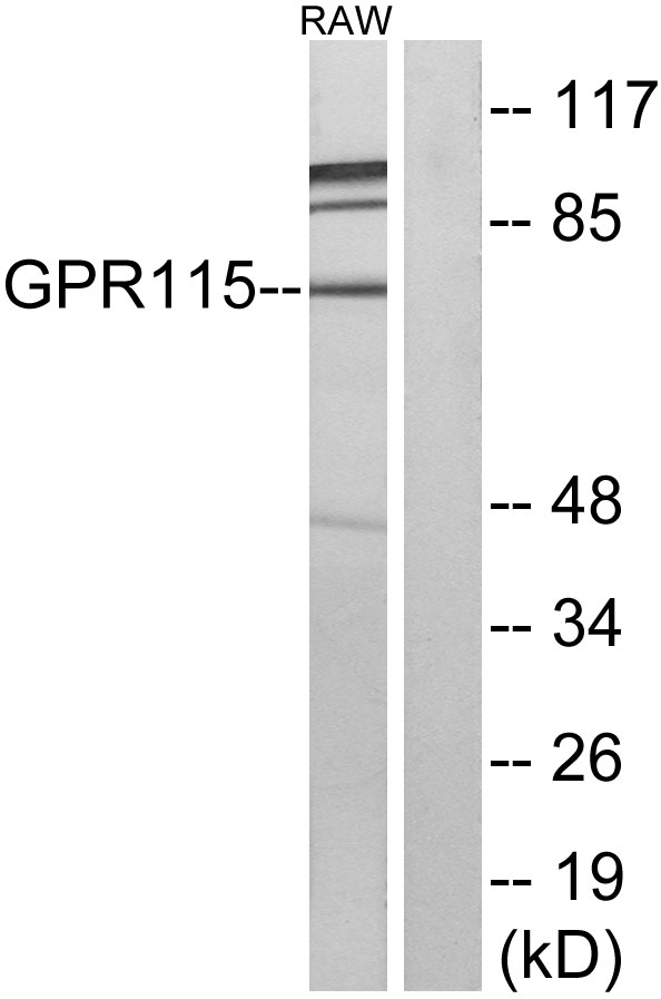 ADGRF4 / GPR115 Antibody - Western blot analysis of lysates from RAW264.7 cells, using GPR115 Antibody. The lane on the right is blocked with the synthesized peptide.