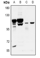 ADGRF4 / GPR115 Antibody - Western blot analysis of GPR115 expression in BV2 (A), PC12 (B), A549 (C), HepG2 (D) whole cell lysates.