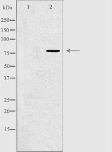 ADGRF4 / GPR115 Antibody - Western blot analysis of extracts of COLO205 cells using GPR115 antibody. The lane on the left is treated with the antigen-specific peptide.