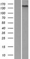ADGRF5 / GPR116 Protein - Western validation with an anti-DDK antibody * L: Control HEK293 lysate R: Over-expression lysate