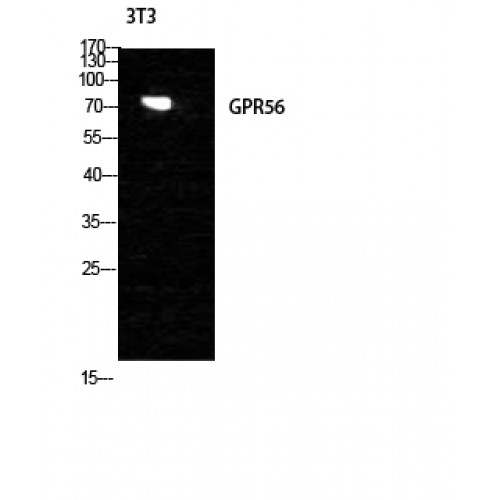 ADGRG1 / GPR56 Antibody - Western blot of GPR56 antibody