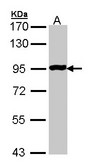 ADGRG5 /GPR114 Antibody - Sample (30 ug of whole cell lysate). A: Molt-4. 7.5% SDS PAGE. GPR114 antibody diluted at 1:1000