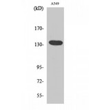 ADGRG6 / GPR126 Antibody - Western blot of DREG antibody