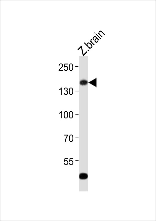 ADGRG6 / GPR126 Antibody - Western blot of lysate from zebra fish brain tissue lysate, using (DANRE) gpr126 antibody diluted at 1:500. A goat anti-rabbit IgG H&L (HRP) at 1:10000 dilution was used as the secondary antibody. Lysate at 20 ug.
