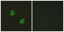 ADGRG6 / GPR126 Antibody - Peptide - + Immunofluorescence analysis of HuvEc cells, using GPR126 antibody.