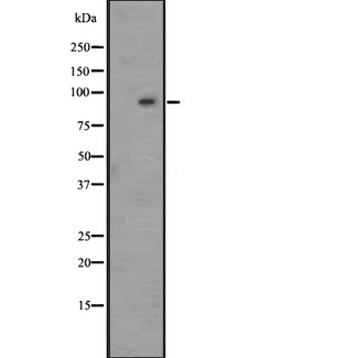 ADGRG7 / GPR128 Antibody - Western blot analysis of GPR128 expression in HepG2 whole cells lysate. The lane on the left is treated with the antigen-specific peptide.