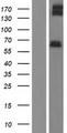 ADGRL2 / LPHN2 Protein - Western validation with an anti-DDK antibody * L: Control HEK293 lysate R: Over-expression lysate