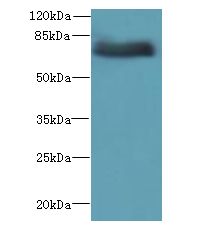 ADGRL4 / ELTD1 Antibody - Western blot. All lanes: ADGRL4 antibody at 4 ug/ml+ HeLa whole cell lysate Goat polyclonal to rabbit at 1:10000 dilution. Predicted band size: 78 kDa. Observed band size: 78 kDa.