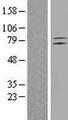 ADGRL4 / ELTD1 Protein - Western validation with an anti-DDK antibody * L: Control HEK293 lysate R: Over-expression lysate