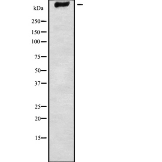 ADGRV1 / GPR98 Antibody - Western blot analysis GPR98 using K562 whole cells lysates