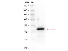 ADH / Alcohol Dehydrogenase Antibody - Western Blot of rabbit anti-Alcohol Dehydrogenase (Yeast) Antibody Biotin Conjugated. Lane 1: Alcohol Dehydrogenase (yeast). Load: 50 ng per lane. Primary antibody: Rabbit anti-Alcohol Dehydrogenase (Yeast) Antibody Biotin Conjugated at 1:1,000 overnight at 4°C. Secondary antibody: Peroxidase Streptavidin Antibody