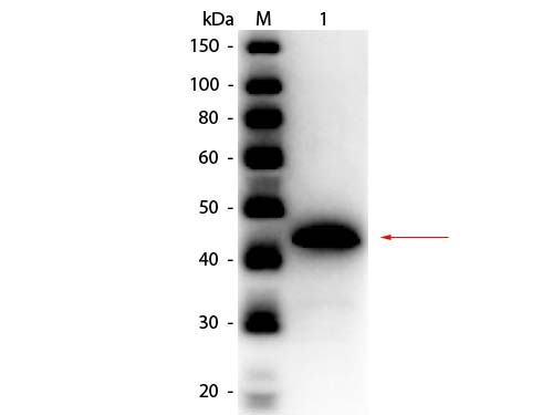 ADH / Alcohol Dehydrogenase Antibody - Western Blot of rabbit anti-Alcohol Dehydrogenase (Yeast) Antibody Peroxidase Conjugated. Lane 1: Alcohol Dehydrogenase (yeast). Load: 50 ng per lane. Primary antibody: Rabbit anti-Alcohol Dehydrogenase (Yeast) Antibody Peroxidase Conjugated at 1:1,000 overnight at 4°C. Secondary antibody: n/a. Block: MB-070 for 30 min at RT. Predicted/Observed size: 37 kDa, 45 kDa for Alcohol Dehydrogenase (yeast).