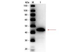 ADH / Alcohol Dehydrogenase Antibody - Western Blot of rabbit anti-Alcohol Dehydrogenase (Yeast) Antibody Peroxidase Conjugated. Lane 1: Alcohol Dehydrogenase (yeast). Load: 50 ng per lane. Primary antibody: Rabbit anti-Alcohol Dehydrogenase (Yeast) Antibody Peroxidase Conjugated at 1:1,000 overnight at 4°C. Secondary antibody: n/a. Block: MB-070 for 30 min at RT. Predicted/Observed size: 37 kDa, 45 kDa for Alcohol Dehydrogenase (yeast).