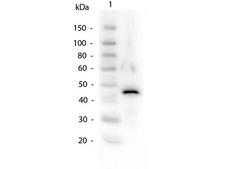 ADH / Alcohol Dehydrogenase Antibody - Western Blot of Alcohol Dehydrogenase Antibody. Lane 1: Alcohol Dehydrogenase. Load: 50ng per lane. Primary antibody: Alcohol Dehydrogenase Antibody at 1:1,000 overnight at 4°C. Secondary antibody: Peroxidase Conjugated Rabbit secondary antibody at 1:40,000 for 30 min at RT. Block: MB-070 Blocking Buffer for 30 min at RT. Predicted/Observed size: 37kDa, 45kDa.