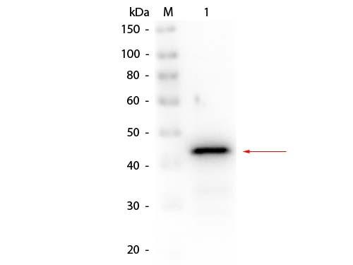 ADH / Alcohol Dehydrogenase Antibody - Western Blot of Rabbit anti-Alcohol Dehydrogenase (Yeast) Antibody Biotin Conjugated. Lane 1: Alcohol Dehydrogenase (yeast). Load: 50 ng per lane. Primary antibody: Rabbit anti-Alcohol Dehydrogenase (Yeast) Antibody Biotin Conjugated at 1:1,000 overnight at 4°C. Secondary antibody: Peroxidase Streptavidin Antibody at 1:40,000 for 30 min at RT.