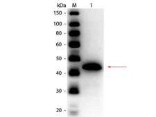 ADH / Alcohol Dehydrogenase Antibody - Western Blot of Rabbit anti-Alcohol Dehydrogenase (Yeast) Antibody Peroxidase Conjugated. Lane 1: Alcohol Dehydrogenase (yeast). Load: 50 ng per lane. Primary antibody: Rabbit anti-Alcohol Dehydrogenase (Yeast) Antibody Peroxidase Conjugated at 1:1,000 overnight at 4°C. Secondary antibody: n/a.