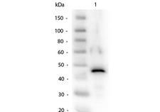 ADH / Alcohol Dehydrogenase Antibody - Western Blot of Alcohol Dehydrogenase Antibody. Lane 1: Alcohol Dehydrogenase. Load: 50ng per lane. Primary antibody: Alcohol Dehydrogenase Antibody at 1:1,000 overnight at 4 degrees C. Secondary antibody: Peroxidase Conjugated Rabbit secondary antibody at 1:40,000 for 30 min at RT. Block: MB-070 Blocking Buffer for 30 min at RT. Predicted/Observed size: 37kDa, 45kDa.