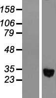 ADH1C Protein - Western validation with an anti-DDK antibody * L: Control HEK293 lysate R: Over-expression lysate