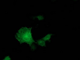 ADH2 / ADH1B Antibody - Anti-ADH1B mouse monoclonal antibody immunofluorescent staining of COS7 cells transiently transfected by pCMV6-ENTRY ADH1B.