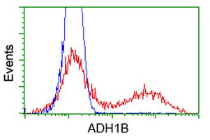 ADH2 / ADH1B Antibody - HEK293T cells transfected with either overexpress plasmid (Red) or empty vector control plasmid (Blue) were immunostained by anti-ADH1B antibody, and then analyzed by flow cytometry.