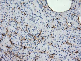 ADH2 / ADH1B Antibody - IHC of paraffin-embedded Human pancreas tissue using anti-ADH1B mouse monoclonal antibody.