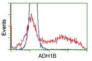 ADH2 / ADH1B Antibody - HEK293T cells transfected with either overexpress plasmid (Red) or empty vector control plasmid (Blue) were immunostained by anti-ADH1B antibody, and then analyzed by flow cytometry.