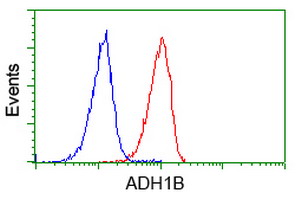 ADH2 / ADH1B Antibody - Flow cytometry of Jurkat cells, using anti-ADH1B antibody (Red), compared to a nonspecific negative control antibody (Blue).