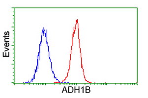 ADH2 / ADH1B Antibody - Flow cytometry of HeLa cells, using anti-ADH1B antibody (Red), compared to a nonspecific negative control antibody (Blue).