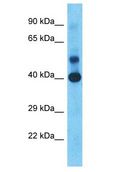 ADH4 Antibody - ADH4 antibody Western Blot of Fetal Liver. Antibody dilution: 1 ug/ml.  This image was taken for the unconjugated form of this product. Other forms have not been tested.