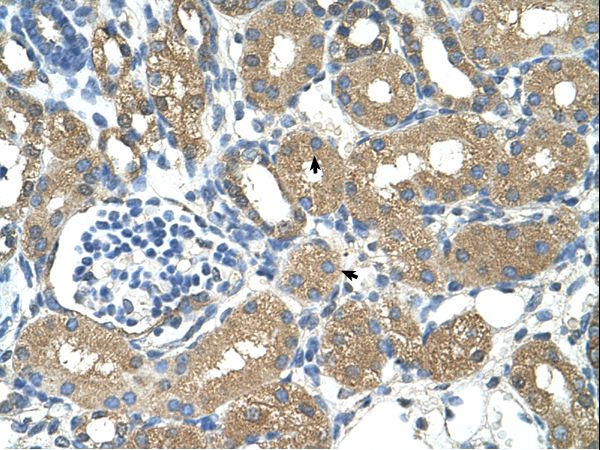 ADH4 Antibody - ADH4 antibody ADH4(alcohol dehydrogenase 4 (class II), pi polypeptide) Antibody was used in IHC to stain formalin-fixed, paraffin-embedded human kidney.  This image was taken for the unconjugated form of this product. Other forms have not been tested.