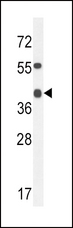 ADH4 Antibody - ADH4 Antibody western blot of mouse heart tissue lysates (35 ug/lane). The ADH4 antibody detected the ADH4 protein (arrow).