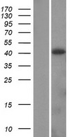 ADH4 Protein - Western validation with an anti-DDK antibody * L: Control HEK293 lysate R: Over-expression lysate