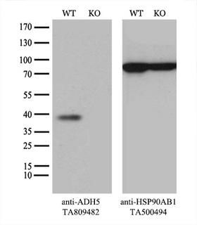 ADH5 Antibody - Equivalent amounts of cell lysates  and ADH5-Knockout HeLa cells  were separated by SDS-PAGE and immunoblotted with anti-ADH5 monoclonal antibody. Then the blotted membrane was stripped and reprobed with anti-HSP90 antibody as a loading control.
