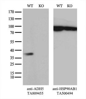 ADH5 Antibody - Equivalent amounts of cell lysates  and ADH5-Knockout HeLa cells  were separated by SDS-PAGE and immunoblotted with anti-ADH5 monoclonal antibody. Then the blotted membrane was stripped and reprobed with anti-HSP90 antibody as a loading control.